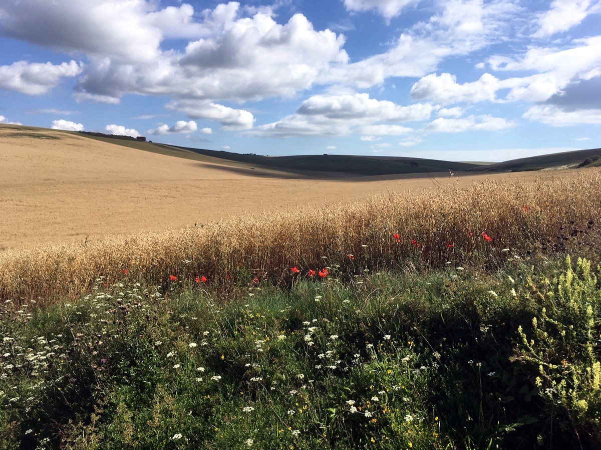 South Downs National Park East Dean to Beachy Head Trail Wild Flowers and Farmers Fields 